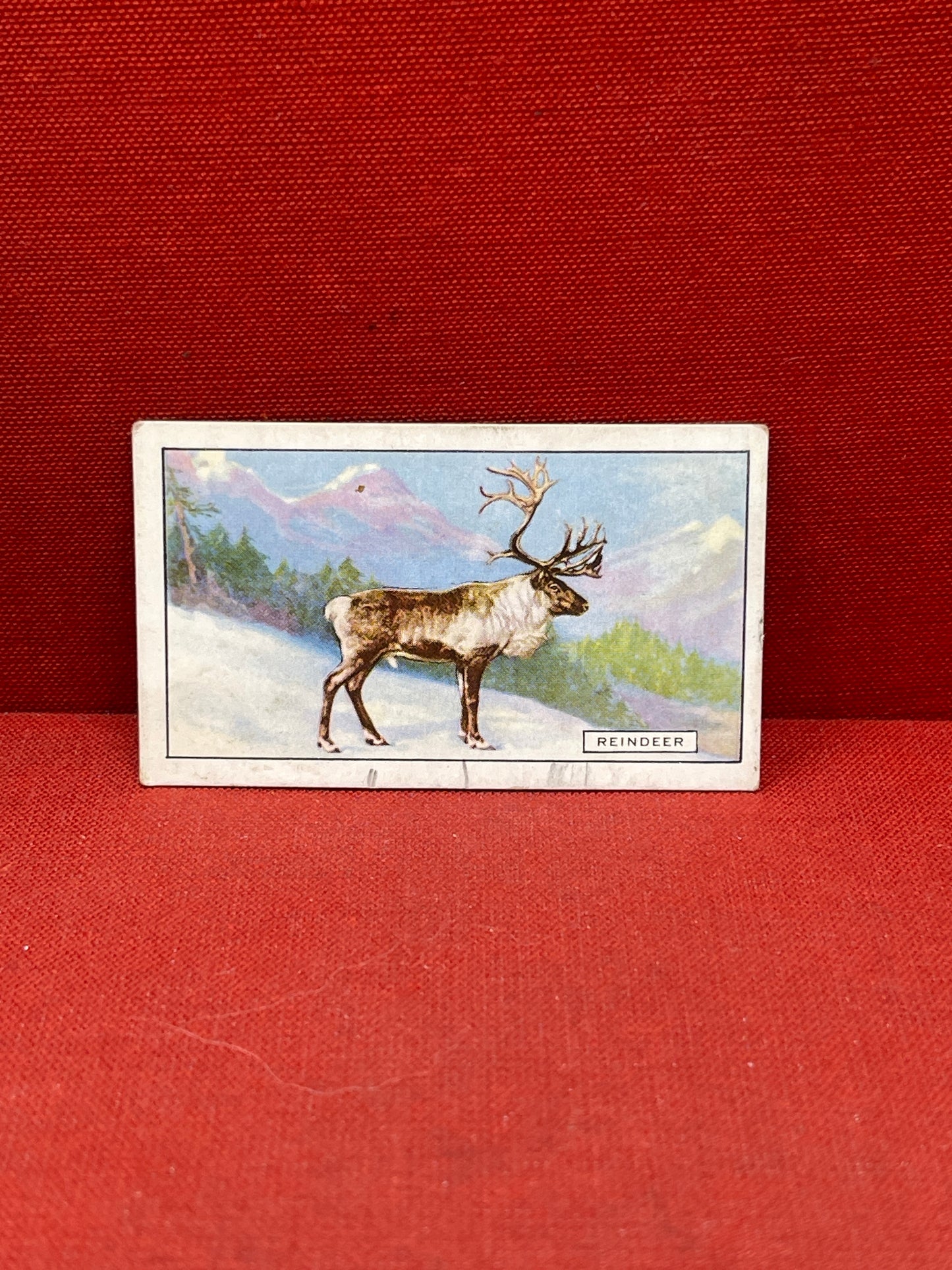 Gallaher `Ltd Cigarette Cards Wild Animals 1937