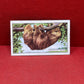 Gallaher `Ltd Cigarette Cards Wild Animals