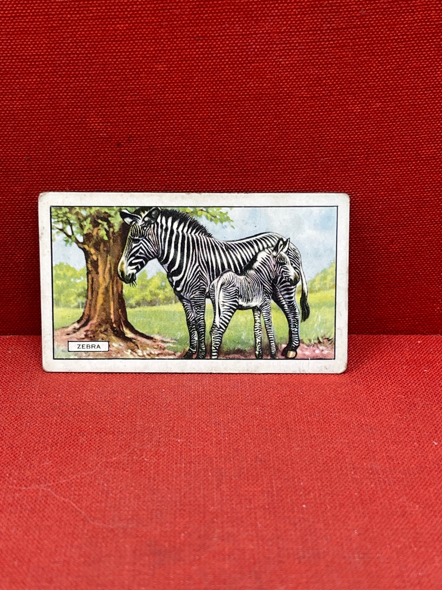 Gallaher `Ltd Cigarette Cards Wild Animals 1937