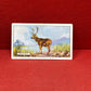 Gallaher `Ltd Cigarette Cards Wild Animals 1937