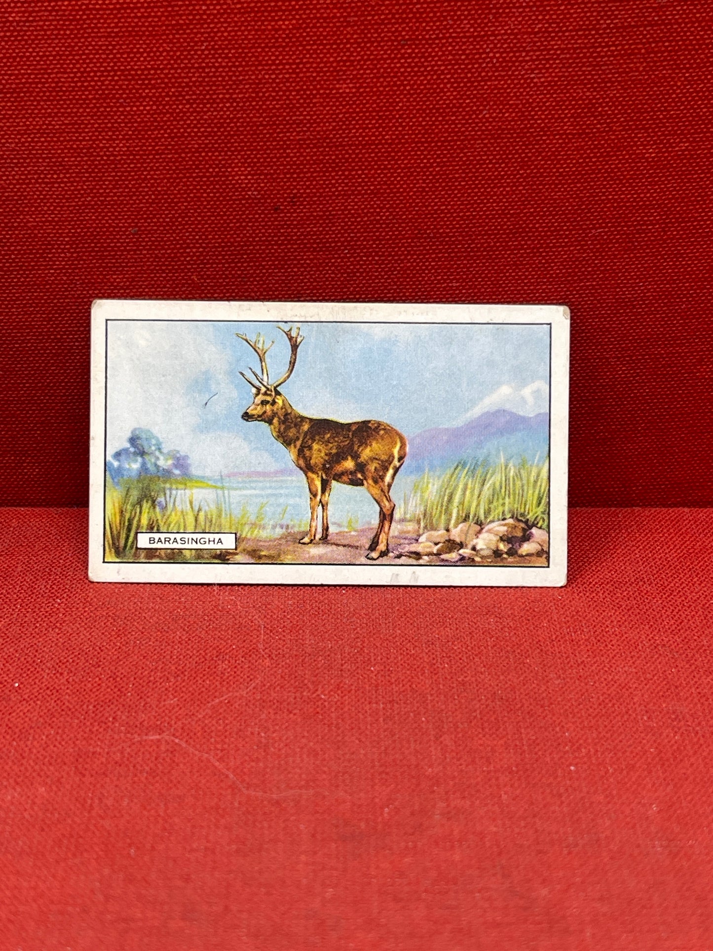 Gallaher `Ltd Cigarette Cards Wild Animals 1937