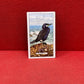 Gallaher Ltd British Birds Cigarette Cards 1937