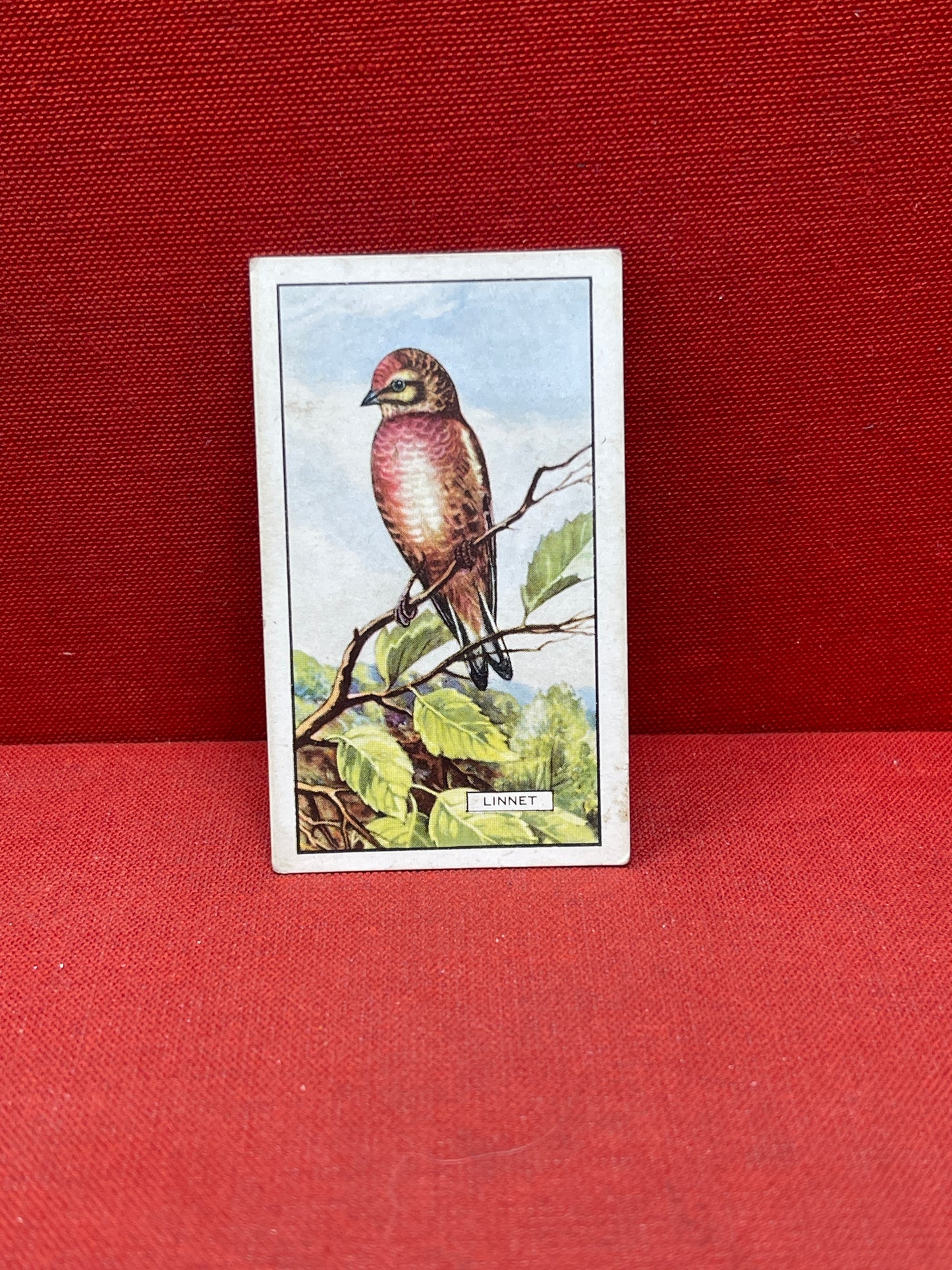 Gallaher Ltd British Birds Cigarette Cards 1937