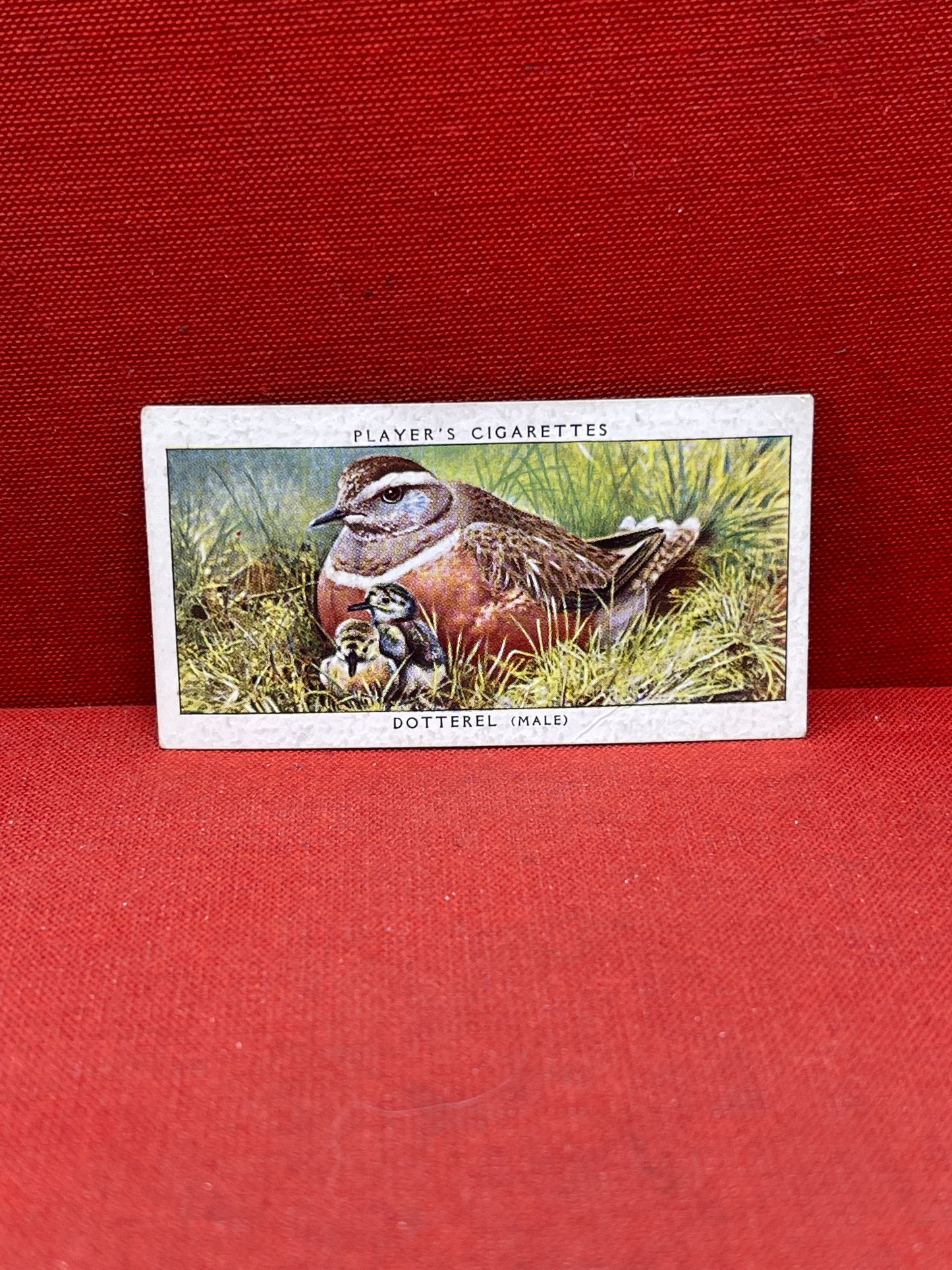 John Player & Sons Bird & Their Young Cigarette Cards