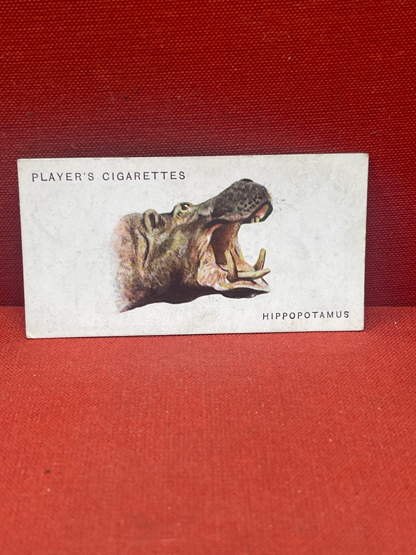 John Player & Sons Wild Animal Heads Cigarette Cards 1931