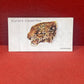 John Player & Sons Wild Animal Heads Cigarette Cards 1931