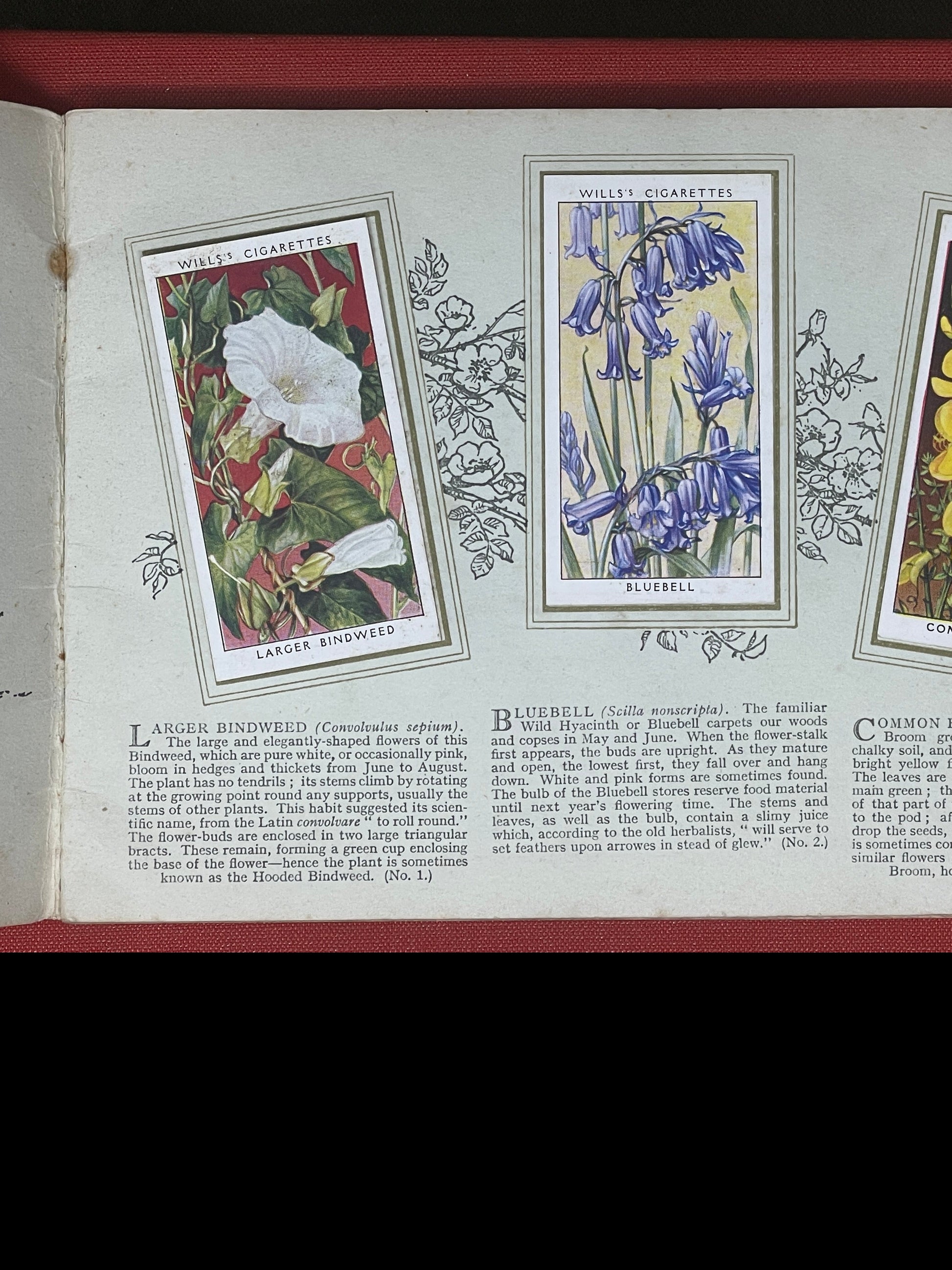 WD & HO Wills Wild Flowers Cigarette Card Album