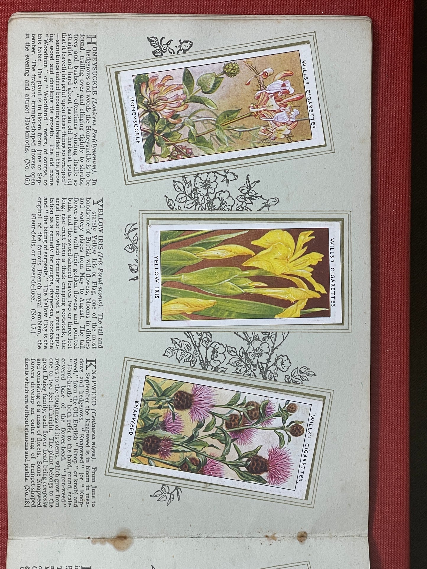 WD & HO Wills Wild Flowers Cigarette Card Album 1931