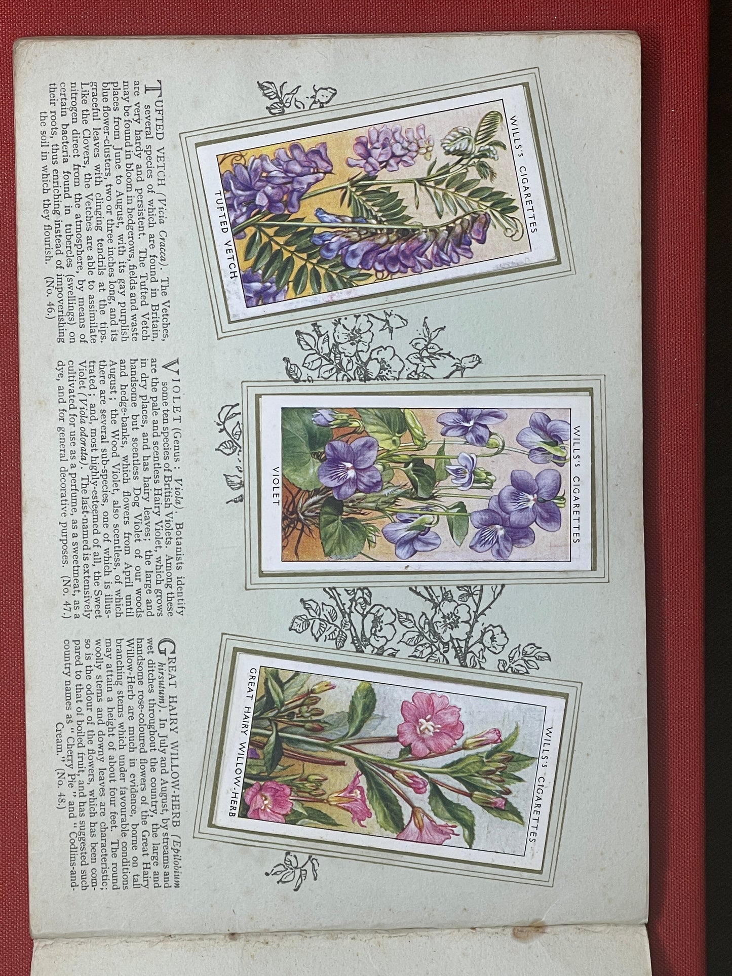 WD & HO Wills Wild Flowers Cigarette Card Album 1931