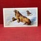 Players British Mammals Grandee Ltd Issue 1982 Cigarette Cards