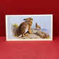 Players British Mammals Grandee Ltd Issue 1982 Cigarette Cards