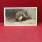 Players British Mammals Grandee Ltd Issue 1982 Cigarette Cards