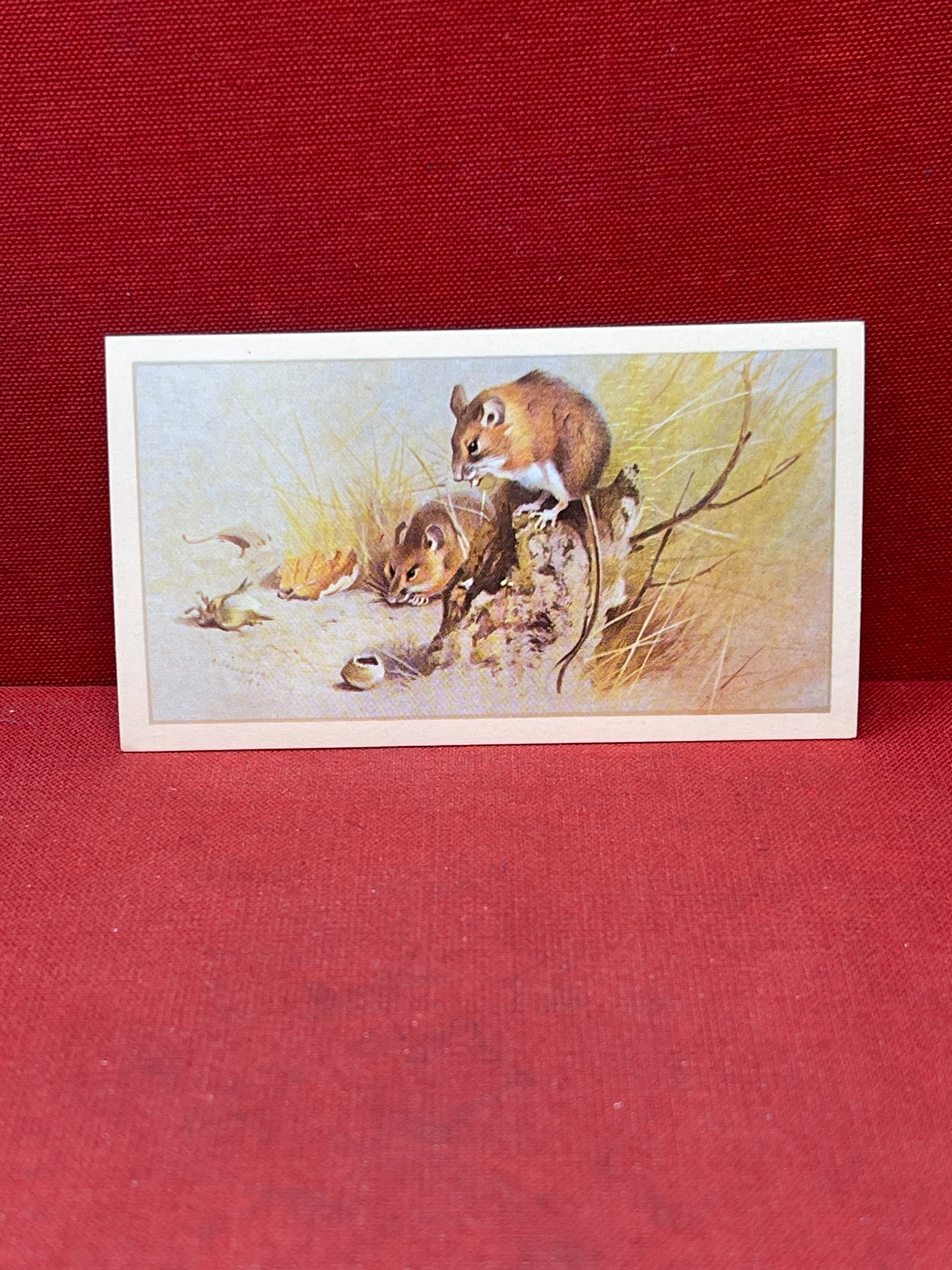 Players British Mammals Grandee Ltd Issue 1982 Cigarette Cards