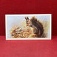 Players British Mammals Grandee Ltd Issue 1982 Cigarette Cards