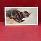 Players British Mammals Grandee Ltd Issue 1982 Cigarette Cards