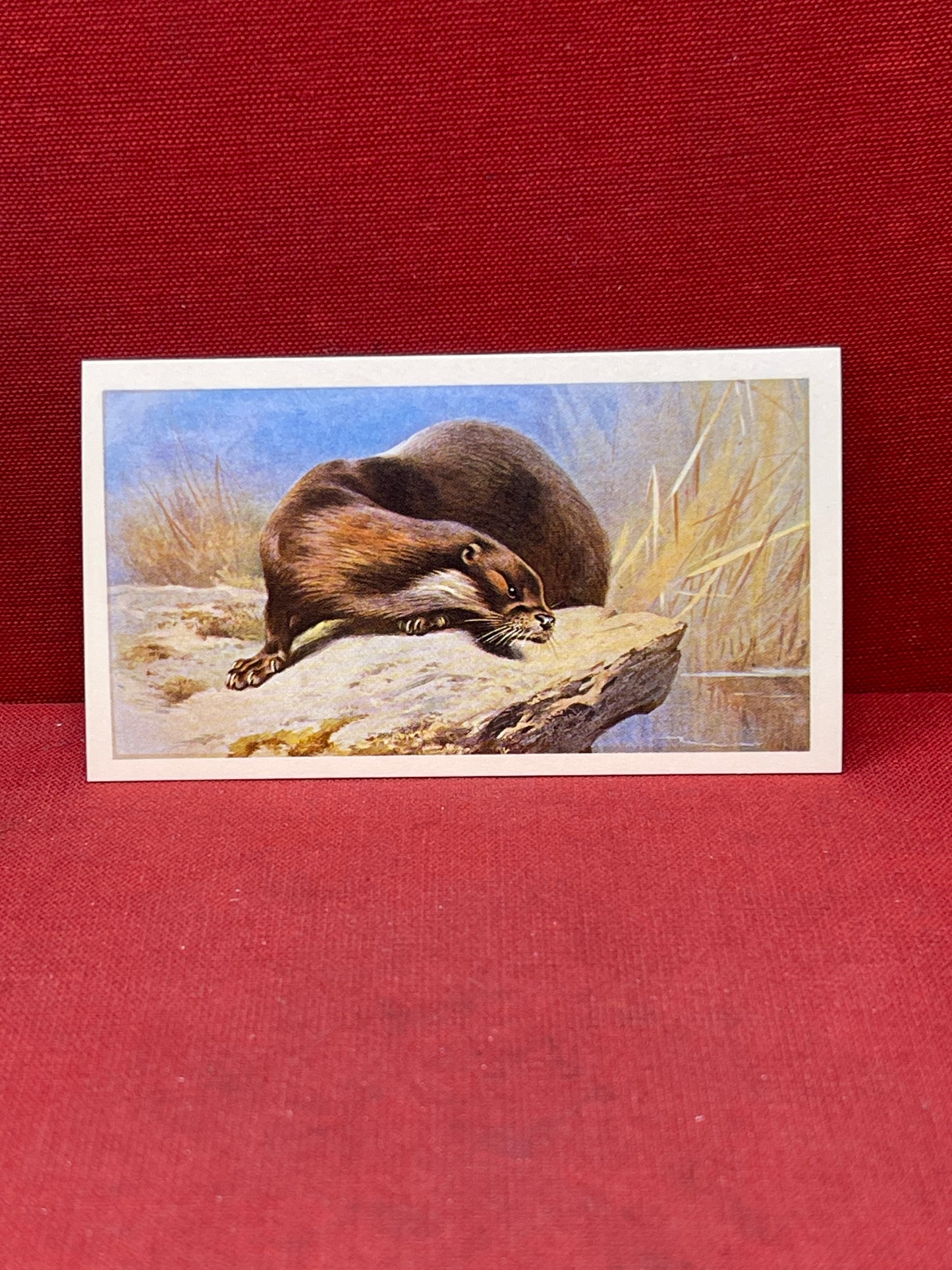 Players British Mammals Grandee Ltd Issue 1982 Cigarette Cards