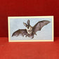 Players British Mammals Grandee Ltd Issue 1982 Cigarette Cards