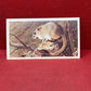 Players British Mammals Grandee Ltd Issue 1982 Cigarette Cards