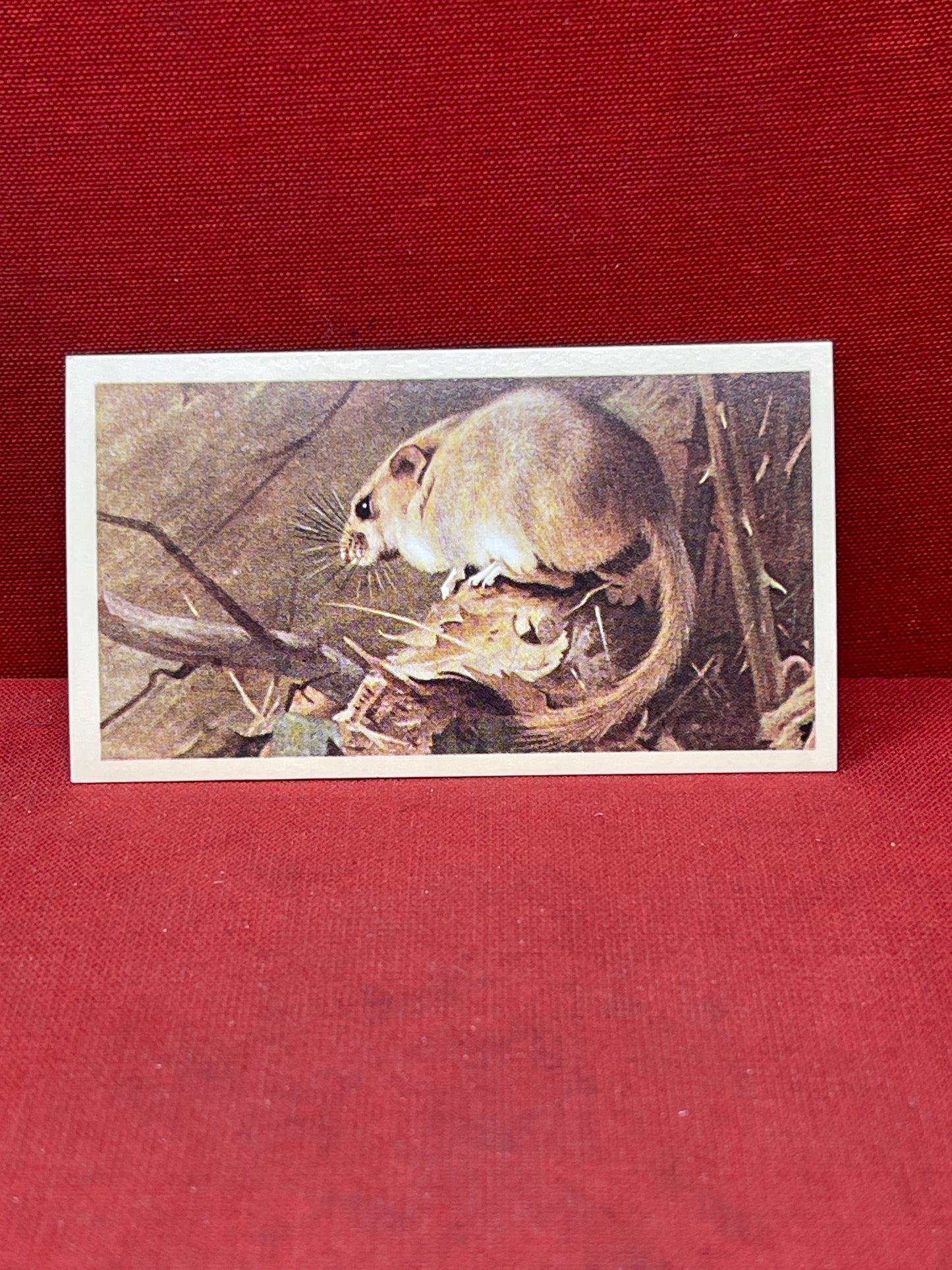 Players British Mammals Grandee Ltd Issue 1982 Cigarette Cards