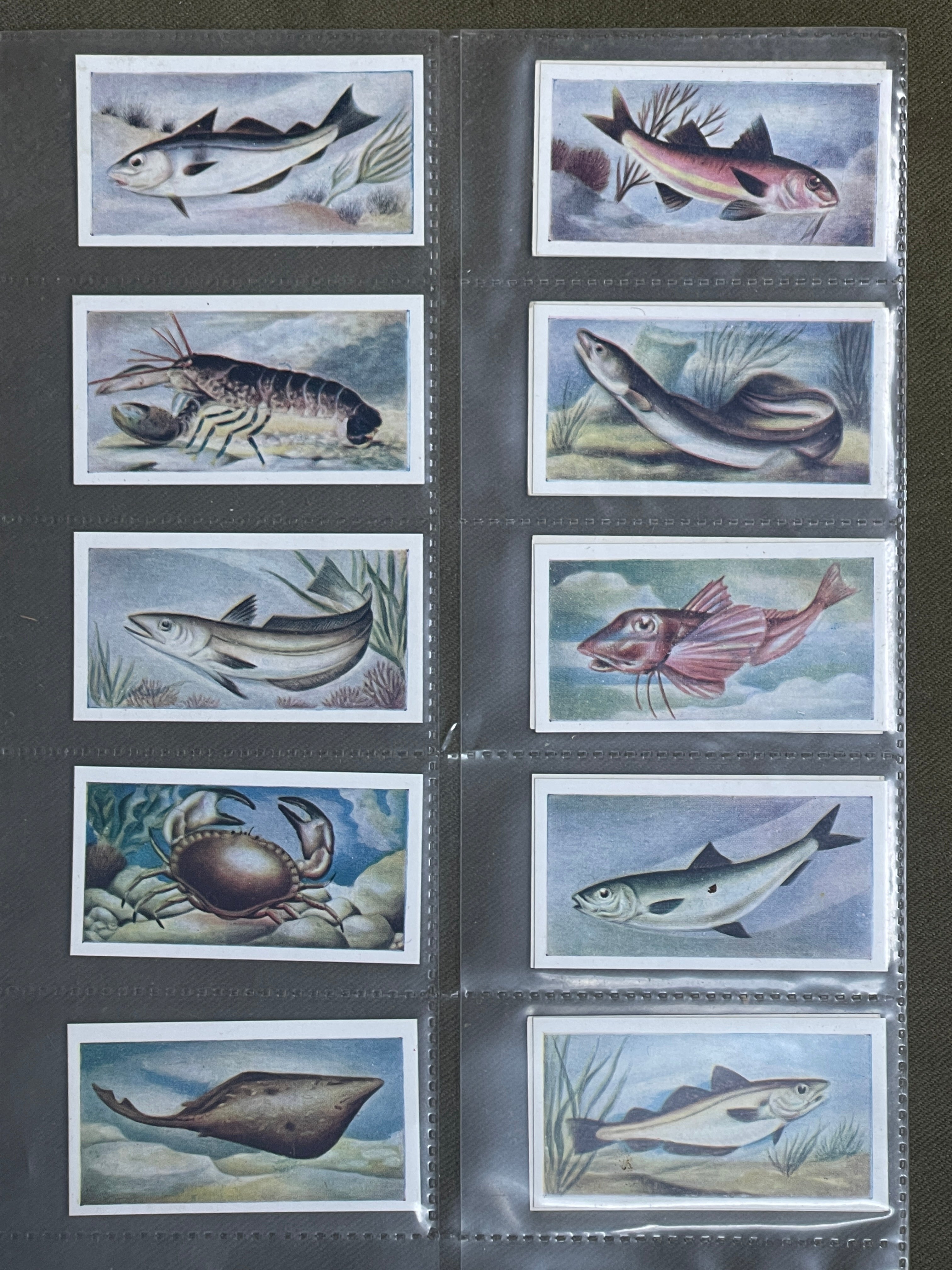 White Fish Authority The Fish We Eat Cigarette Cards White Fish Authority The Fish We Eat Cigarette Cards