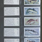 White Fish Authority" The Fish We Eat" Cigarette Cards