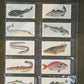 Sport Fish Cigarette Cards by Carreras Craven Black Cat