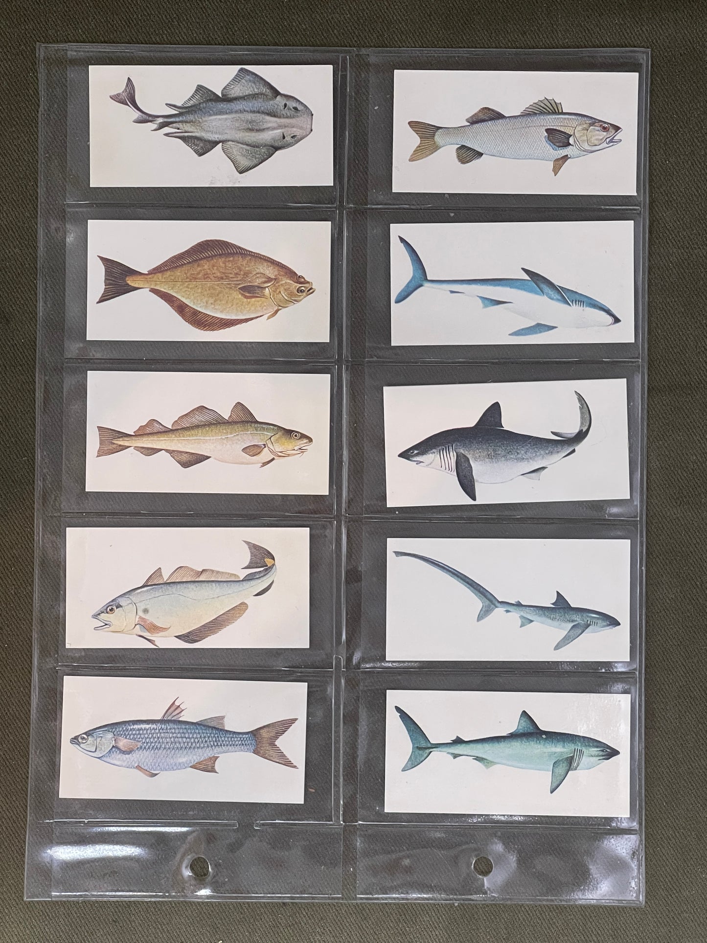 Sport Fish Cigarette Cards by Carreras Craven Black Cat