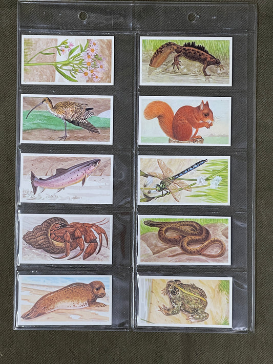 Brooke Bond A Journey Downsteam Cards 1990